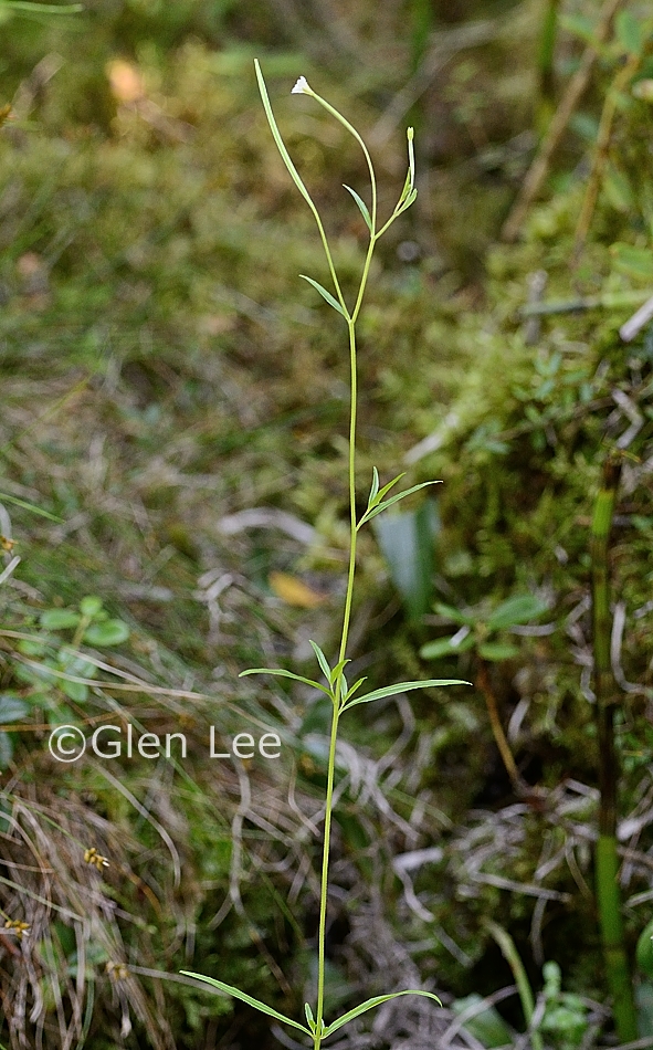 Epilobium palustre photos Saskatchewan Wildflowers